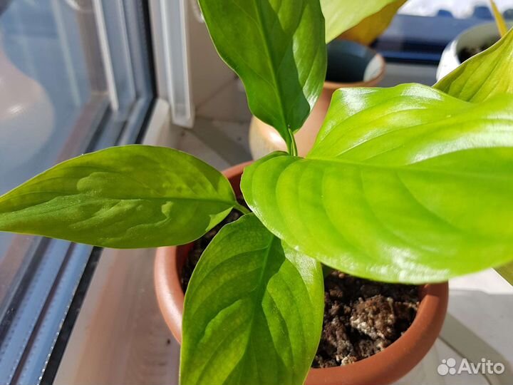 Отростки спатифиллума