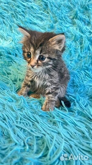 Отдам котенка