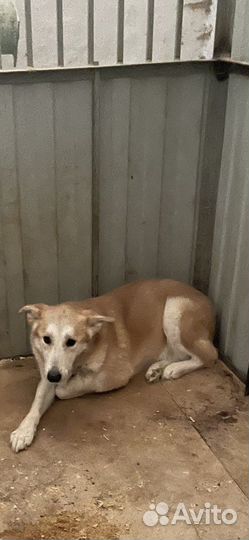 Собаки в добрые руки