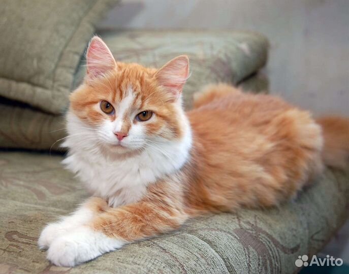 Лиса Рокси ищет дом