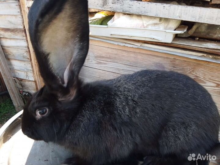 Кролик ризен