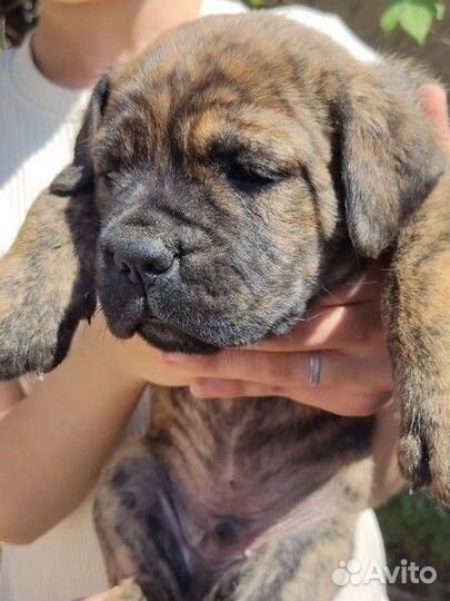 Щенки Кане Корсо