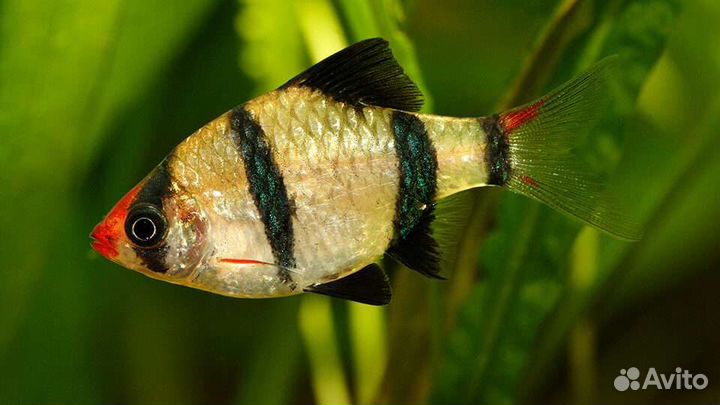 Аквариумные рыбки