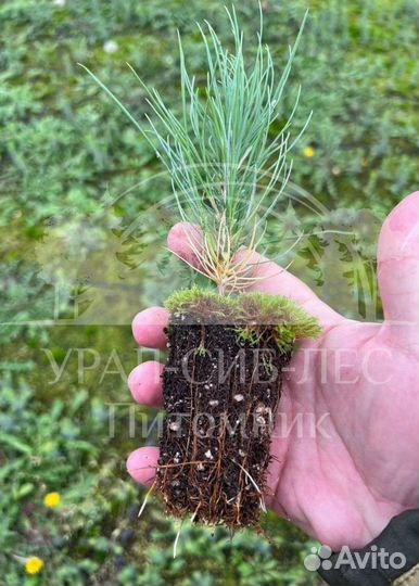 Лиственница Сибирская зкс сеянцы для лесовосстанов