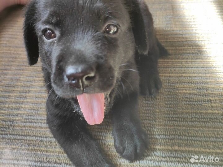 Щенки лабрадора