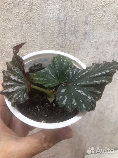 Бегонии декоративно-лиственные