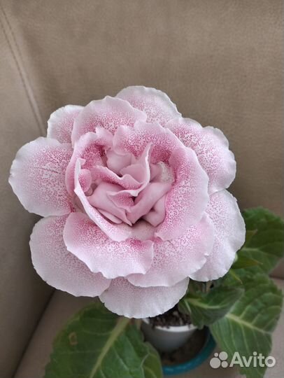 Глоксинии сортовые цветущие