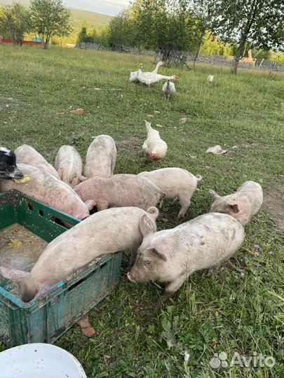 Поросята