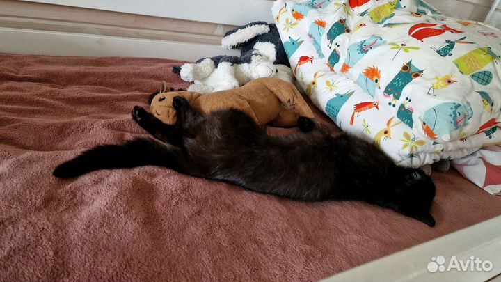 Кошка ищет дом
