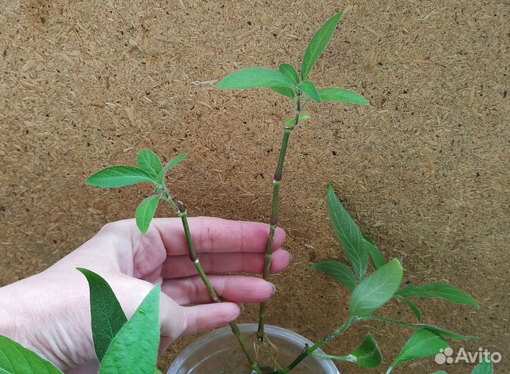 Руэллия, комнатное растение, черенки с корнями