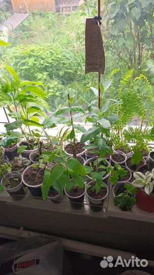 Коллекция домашних растений