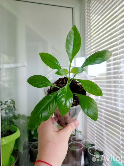 Комнатные цветы.обмен