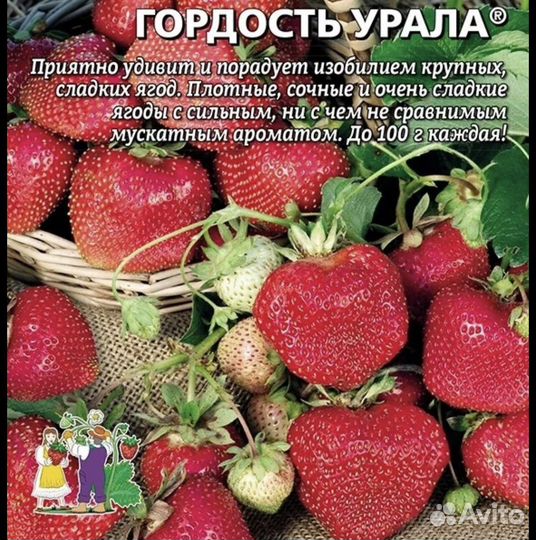 Рассада клубники усы