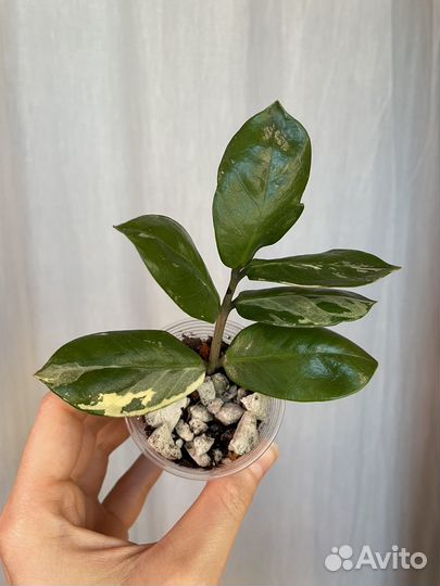 Замиокулькас вариегатный