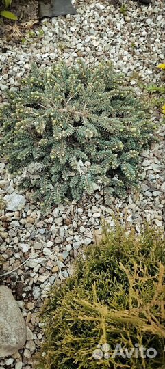 Ель голубая глаука глобоза