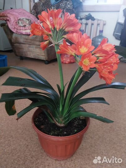 Кливия цветущая