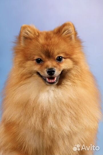 Шпиц на вязку