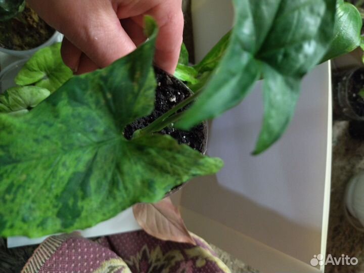 Сингониумы