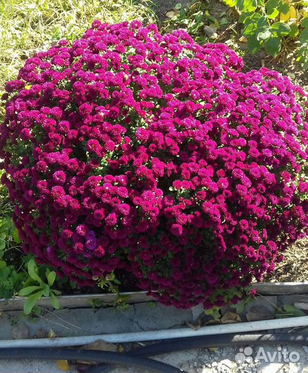 Многолетние цветы