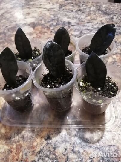 Замиакулькас чёрный Равен