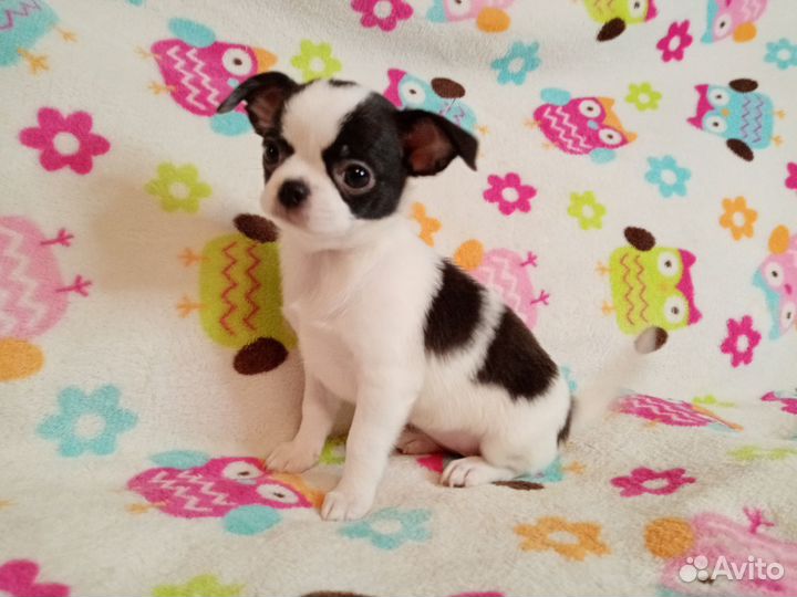 Чихуахуа девочка 1,5 мес