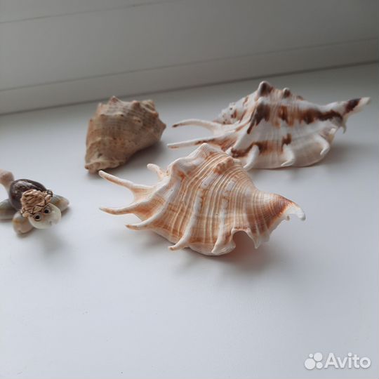 Морские ракушки