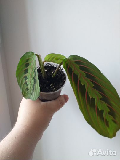 Маранта фасцинатор триколор