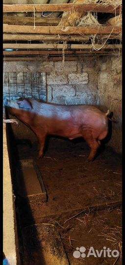 Хряк породы дюрок