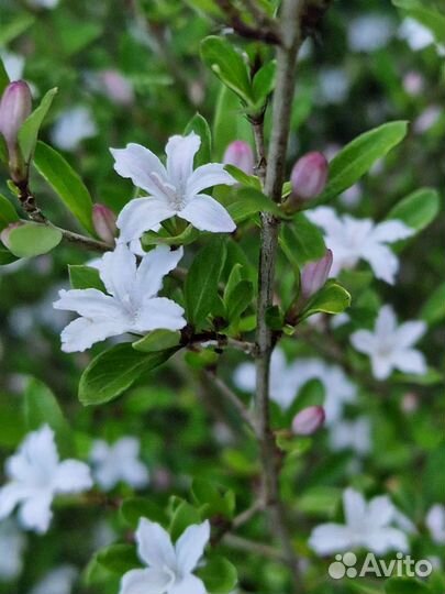 Серисса вариегатная