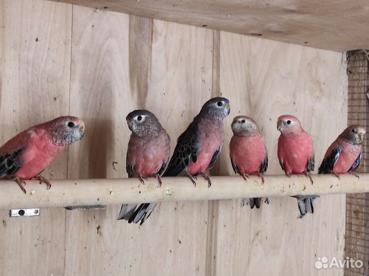 Лазурные и Розовобрюхий попугай Баурка