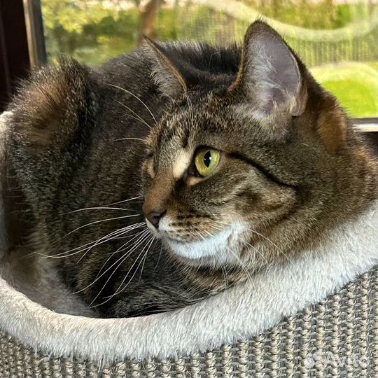 Кошечка Чуня уже год живет в приюте