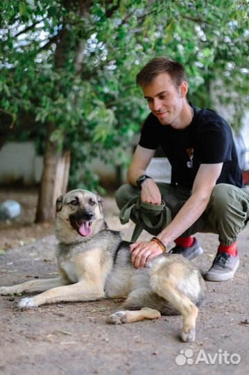 Жить в приюте опасно. Ищем семью для собачки