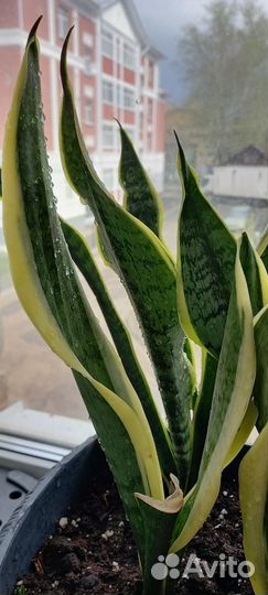 Сансевиерия (тещин язык или щучий хвост)