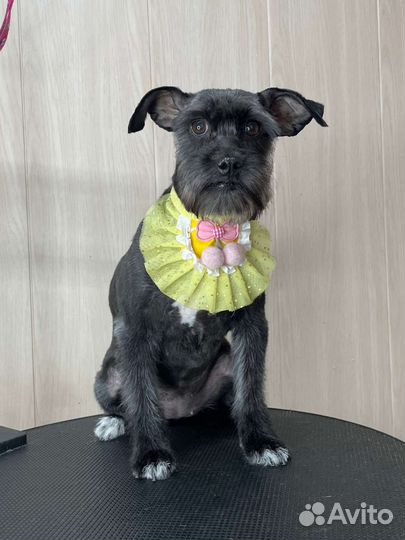 Лиза ищет дом