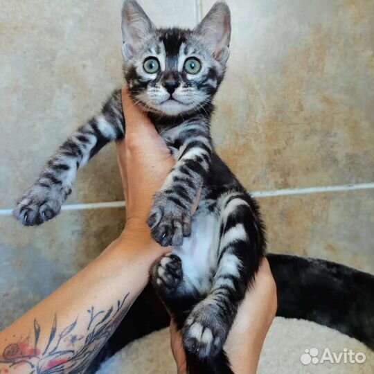 Бенгальские угольные и серебряные дети