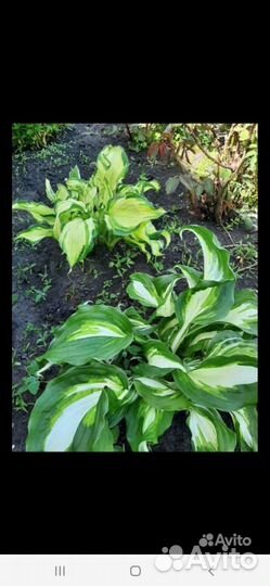 Продам хосты