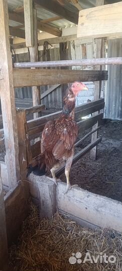 Бойцовые куры