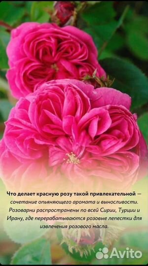 Натуральная розовая вода Фармаси (Farmasi)