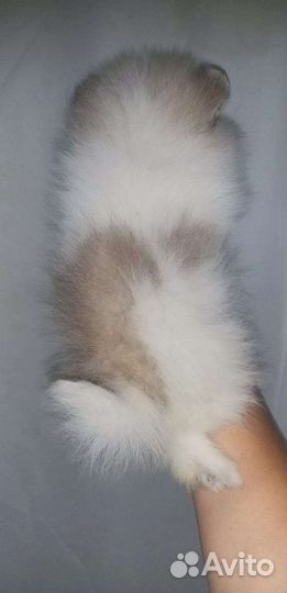 Пати мальчик Померанский шпиц