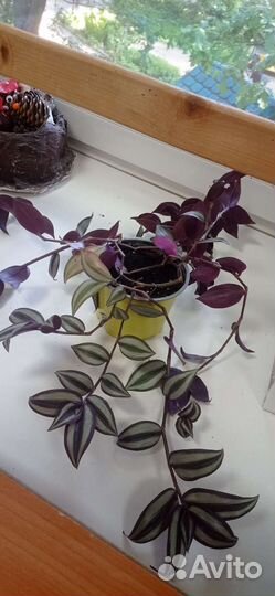 Традесканция