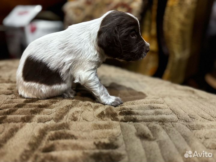 Русский гладкошерстный спаниель