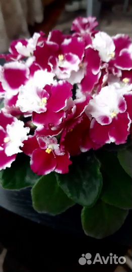 Детки сортовых фиалок