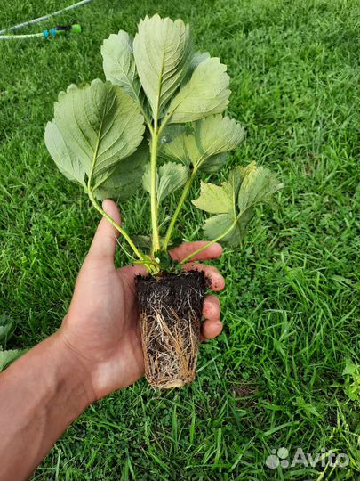 Клубника Клери саженцы