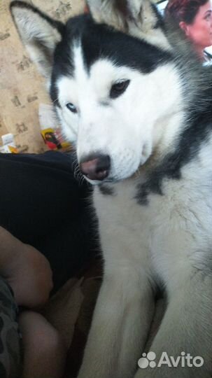 Вязка хаски