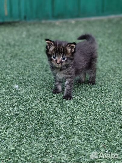 Котёнок Мейн-кун