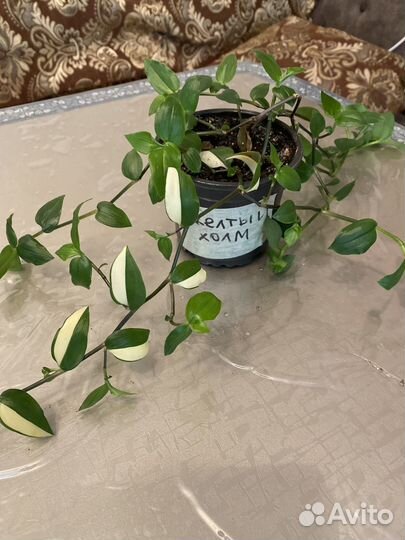 Традесканции