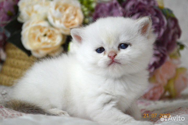 Британские котята