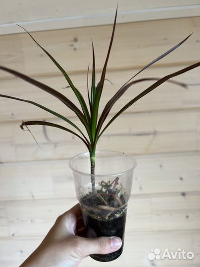 Драцена, рео, комнатные цветы