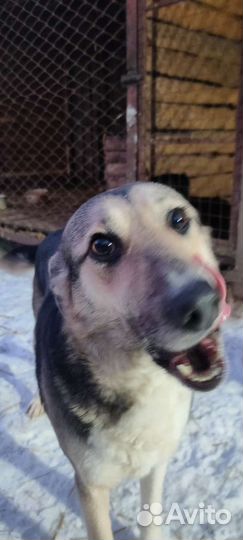 Собака девочка Мелисса