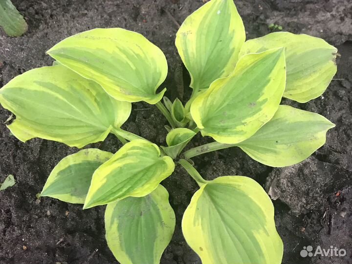 Хоста. Папоротник. Ирисы. многолетники